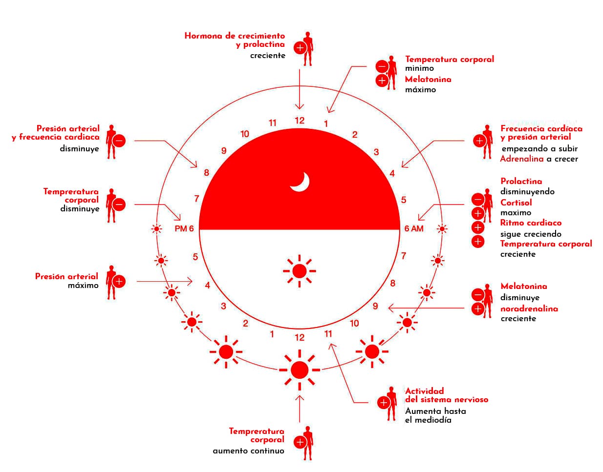 Schema-circadiano_RGB_en